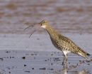 Curlew